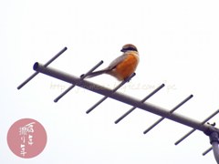 Decembre　11 ， 2017