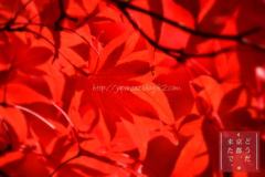 November　12 ， 2016