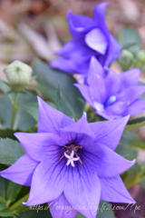 ・　６月25日　～　キキョウの花(八重咲き)　・