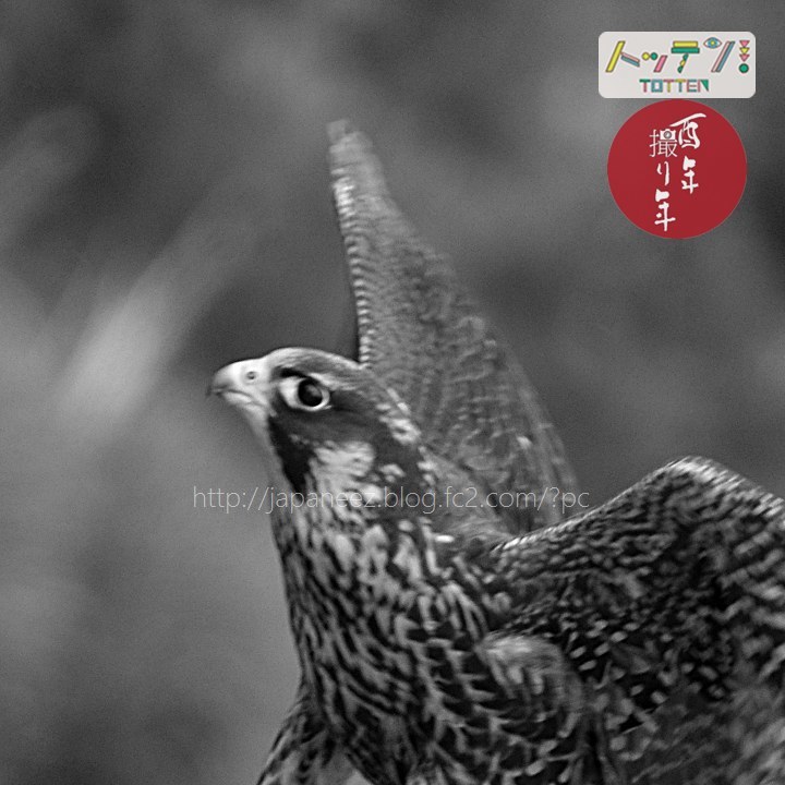 24　January ， 2017