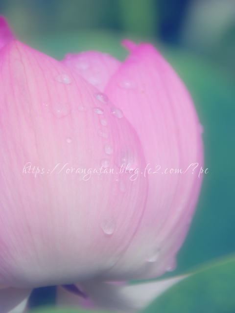 ・　７月３日　～　ハス(lotus) のつぼみ　・