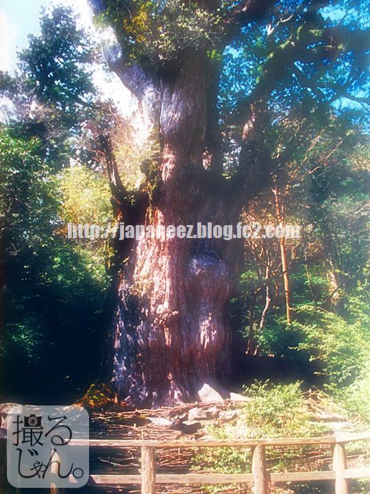 Today’s　available　stock　photo ，＃3827