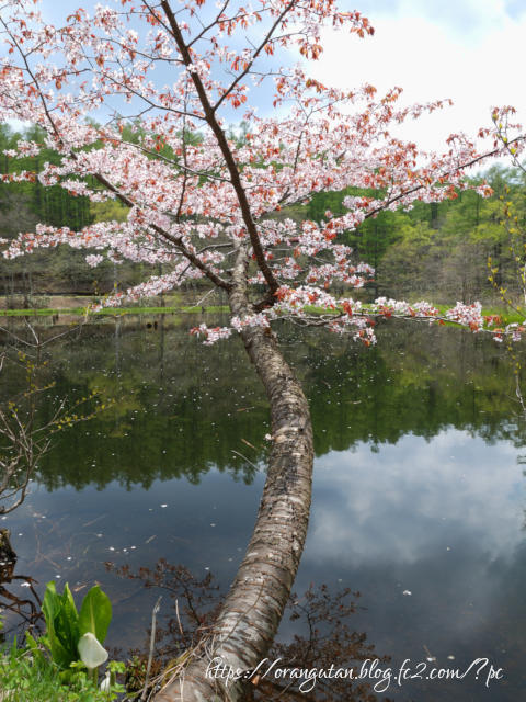 ・　６月６日　～　高原の山桜　・