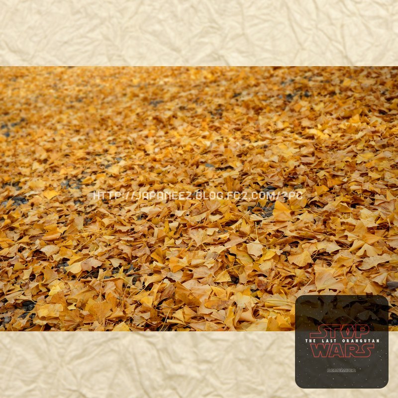 November　15 ， 2017