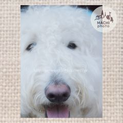 8　Decembre ， 2016