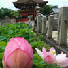 ・　７月８日　～　八幡さまの蓮池　・