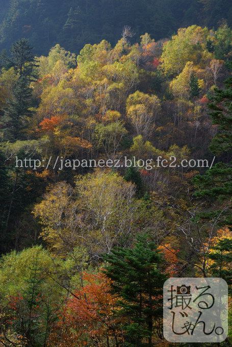 Today’s　available　stock　photo ，＃3630