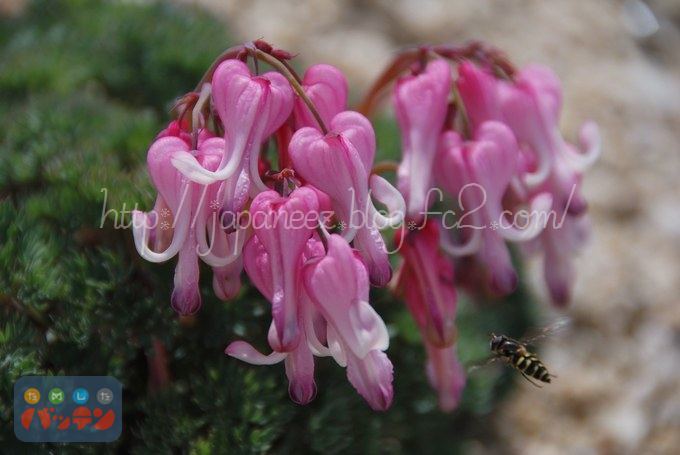 4　Augustus ， 2016