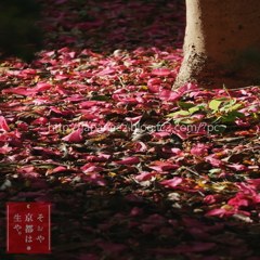 21　Decembre ， 2016