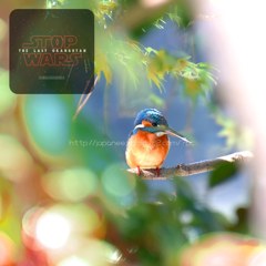 November　20 ， 2017