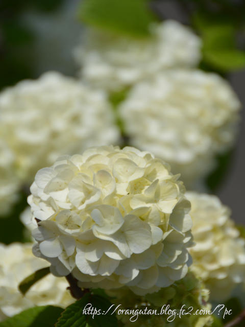 ・　６月４日 ～ 紫陽花 - あじさい (ホワイト系)　・