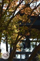 November　13 ， 2016