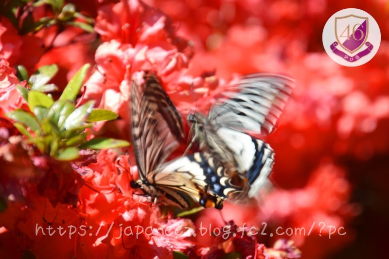 Today’s　available　stock　photo ，＃3006