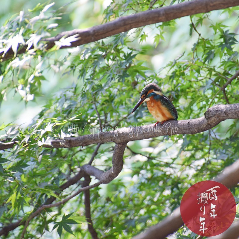 Septembre　26 ， 2017