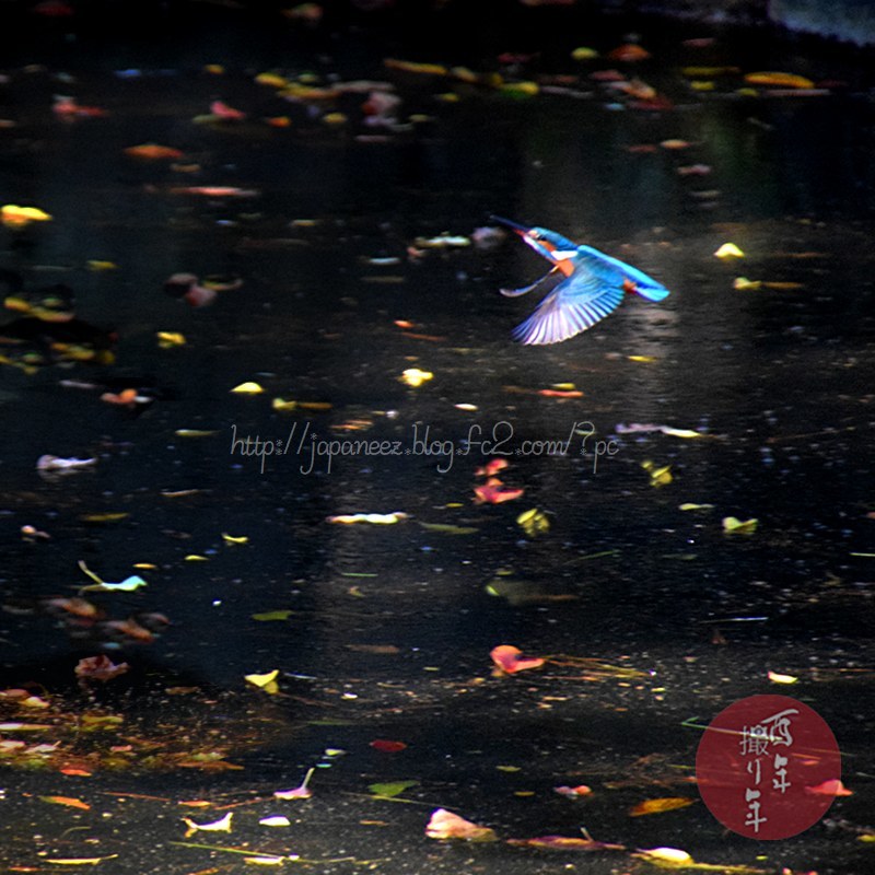 November　12 ， 2017