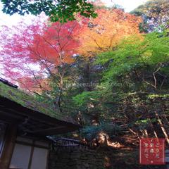 November　19 ， 2016