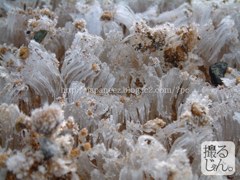 7　January ， 2017