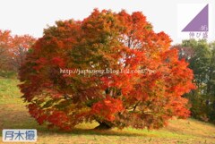 Today’s　available　stock　photo ，＃3179