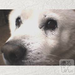 November　25 ， 2016