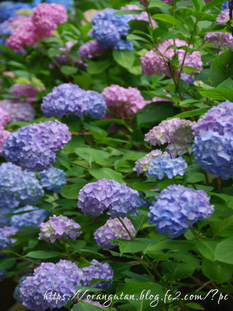 ・　７月４日　～　あじさい寺　・