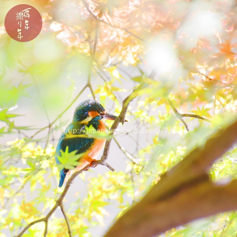 November　3 ， 2017