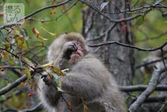 Octobre　21 ， 2016