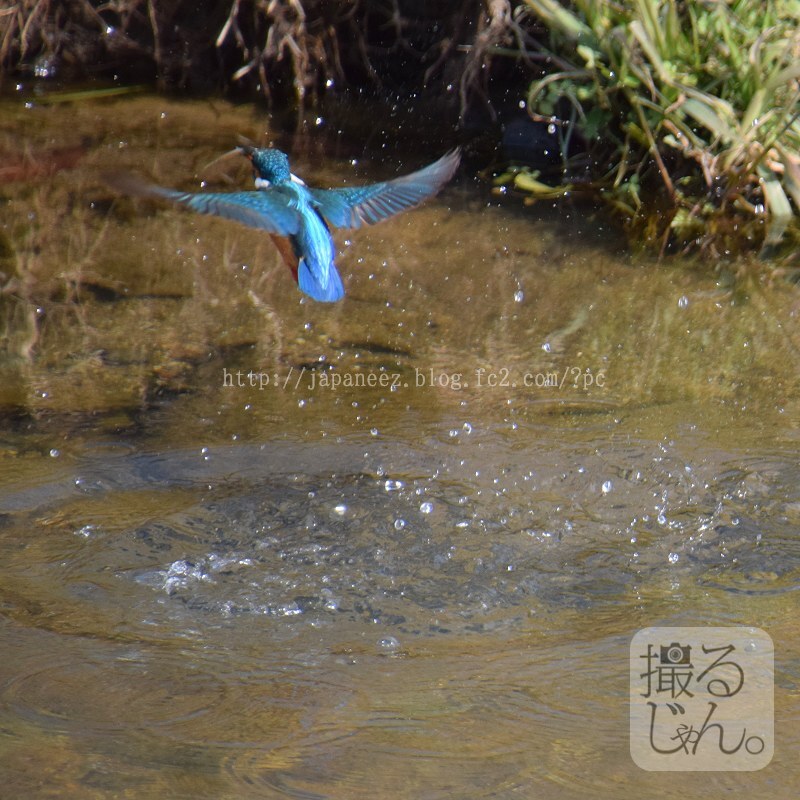 Today’s　available　stock　photo ，＃3634