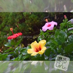 Septembre　17 ， 2017