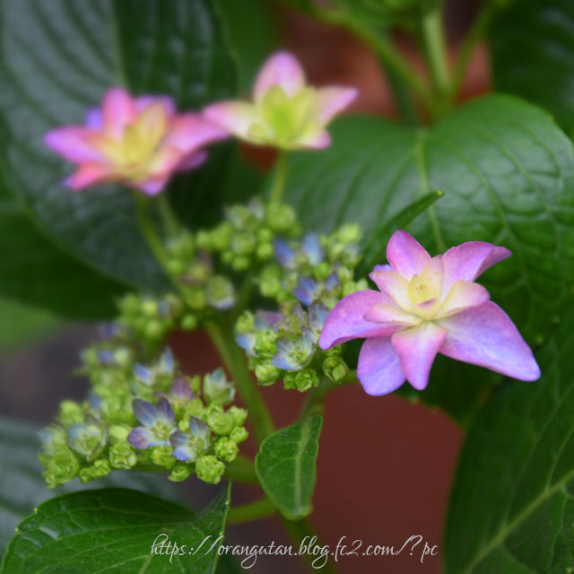 ・　６月11日　～　紫陽花(名：ダンスパーティー)　・