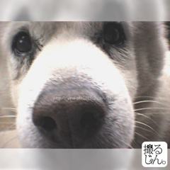 November　19 ， 2016