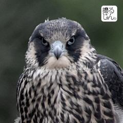 Octobre　21 ， 2016