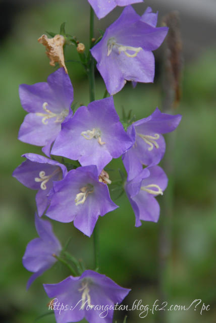 ・　６月17日　～　桔梗の花　・