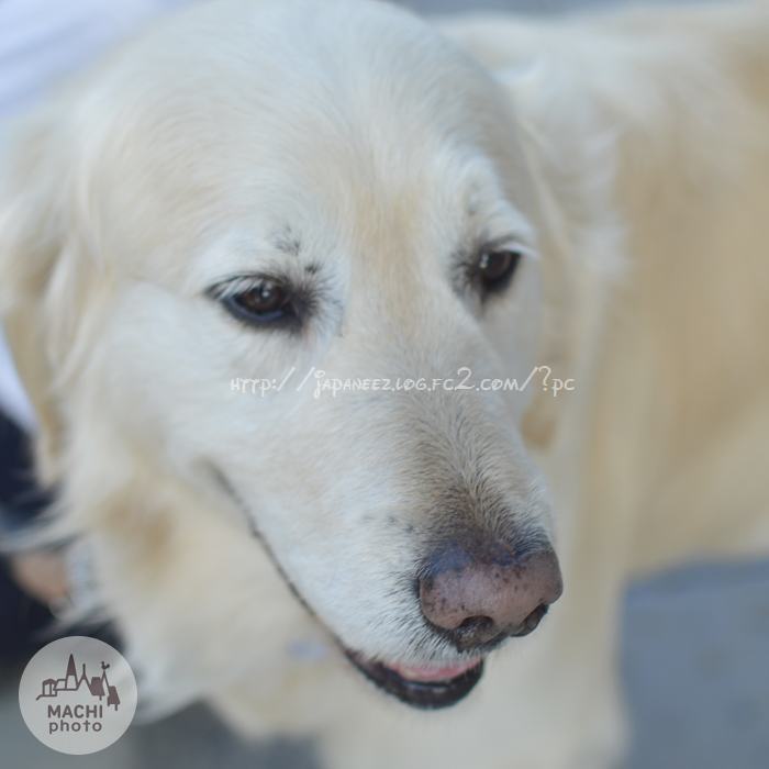 November　20 ， 2016