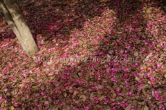 November　21 ， 2016