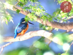 November　6 ， 2017