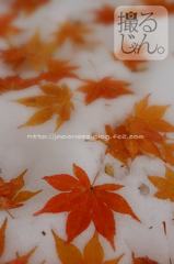 November　9 ， 2016