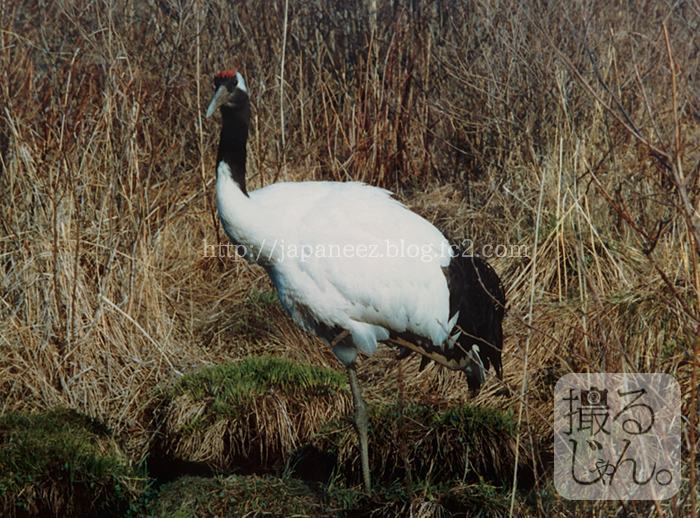 November　8 ， 2016