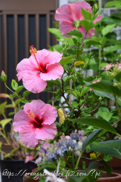 ６月28日 ピンク色のハイビスカスの花 By 撮るじゃん Id 8812859 写真共有サイト Photohito