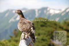 Augustus　16 ， 2016