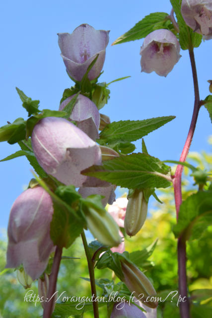 ・　６月24日　～　ホタルブクロの花　・
