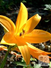 6　Augustus ， 2016