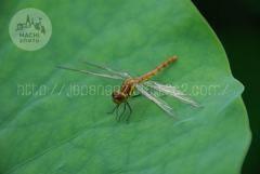 Augustus　27 ， 2016