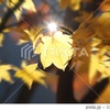 Today’s　available　stock　photo ，＃3608