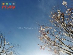 28　January ， 2017