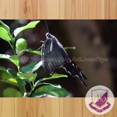 Septembre　18 ， 2017