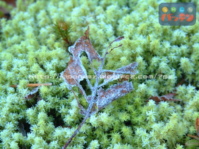 9　January ， 2017