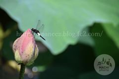 Augustus　13 ， 2016