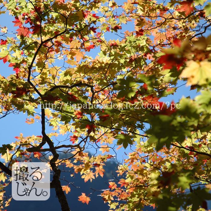 November　22 ， 2016