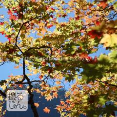 November　22 ， 2016