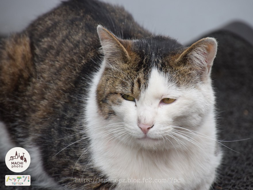 Today’s　available　stock　photo ，＃3483